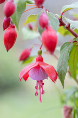 beautiful filled purple and red hummingbird fuchsia in the garden close up of pink and white fuchsias in bloom. Macro detail flower photo. Close bloom.