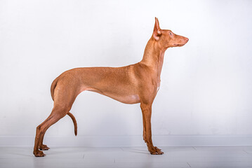 pharaoh hound in a rack against a white wall