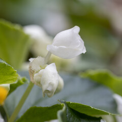 A beautiful flower begonia of fuchsia color growing in the pot at the terrace. Planting and...