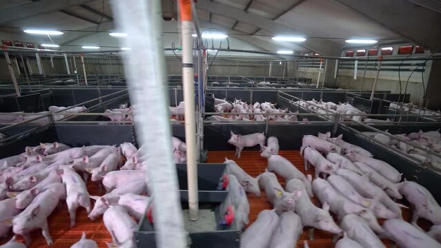 A huge modern pigsty. Farm pork production.