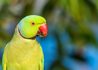 Rose ring parakeet basking early morning