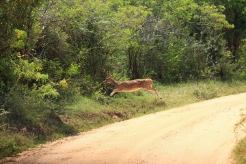 Fototapeta premium Female of Sri Lankan axis deer, Axis axis ceylonensis in jump. Also called Ceylon spotted deer, national park Wilpattu, Sri Lanka