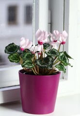 Pink cyclamen flower on the window sill. Flowers in interior and view on the opposite house.