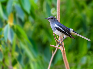 Obraz premium Oriental Magpie female at a tree branch
