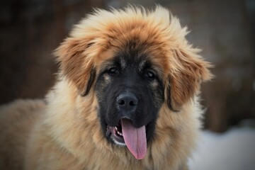 caucasian shepherd