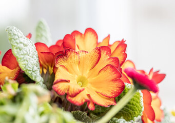 Primrose flowers (Primula vulgaris). Spring primroses flowers, primula polyanthus, orange and red...