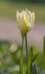 Single white Tulip flower bud, Tulipa, on a natural green background, colorful field of tulips in the morning light. very beautiful tulips in bloom and smell spring. Colorful tulip garden