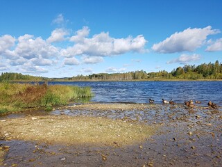 Flock of domestic ducks on pond on sunny day in early spring