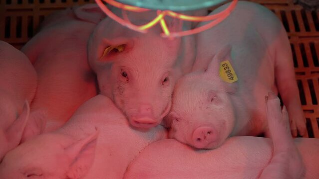 Two contented little pigs bask under an infrared