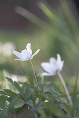 Wood anemone (Anemone nemorosa) white anemone in shady woods, early spring flower in buttercup family Ranunculaceae. Windflower, thimbleweed or smell fox white anemone, rhizomatous toxic plant