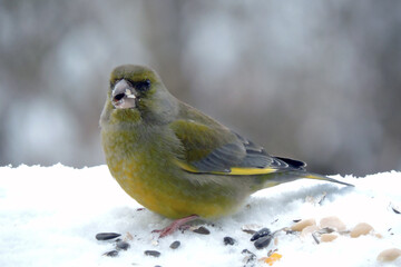 A portrait of a male greenfinch standing in snow and eating sunflower seeds, blurred background