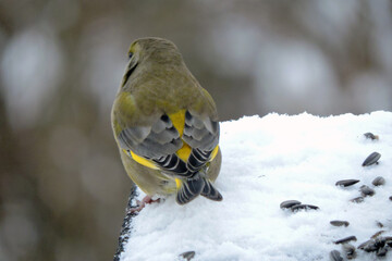 The back of a male greenfinch standing in snow, sunflower seeds scattered on snow, blurred background