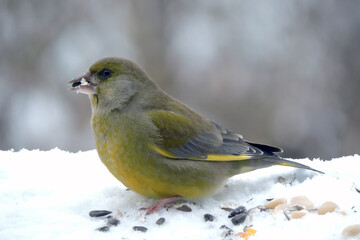 A portrait of a male greenfinch standing in snow and eating sunflower seeds, blurred background