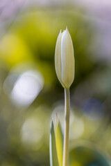 Single yellowTulip flower bud, Tulipa, on a natural green background, colorful field of tulips in the morning light. very beautiful tulips in bloom and smell spring. Colorful tulip garden