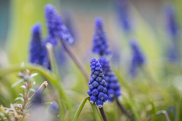  Muscari flower on natural background. in meadow. Muscari armeniacum. Grape Hyacinths. Spring flowers. Beautiful spring flower muscari close-up in garden.