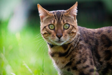 Naklejka na ściany i meble A young Bengal cat walks on the lawn behind the house. Pet skin and health care. Pest protection