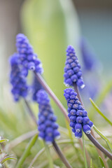  Muscari flower on natural background. in meadow. Muscari armeniacum. Grape Hyacinths. Spring flowers. Beautiful spring flower muscari close-up in garden.