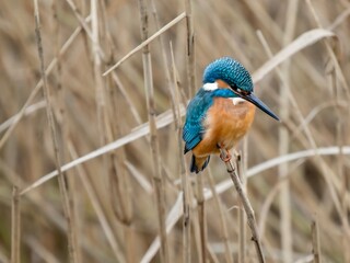 kingfisher on a branch
