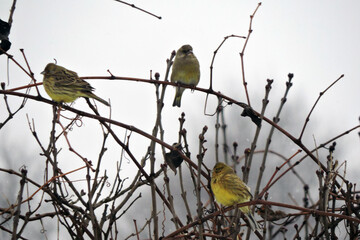 A flock of yellowhammers sitting on leafless branches 