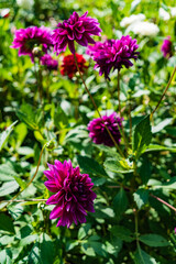 dahlia flowers in the garden