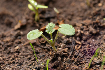 brotes verdes que nacen de la tierra