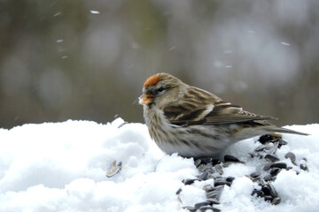 A female common redpoll with a bright red patch on its forehead standing in snow and eating sunflower seeds, blurred background, snowy weather