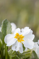 Fototapeta na wymiar Primrose flowers (Primula vulgaris). Spring primroses flowers, primula polyanthus, white primroses in spring wgarden. Herbal Medicine, cough syrup