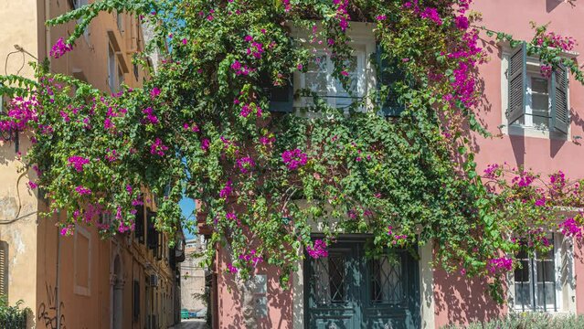 Pink bouganvillea climbing a house in Corfu Kerkyra, Greece, Ionian Islands, Europe