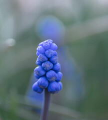 Isolated Muscari flower on green background. Muscari armeniacum. Grape Hyacinths. Spring flowers. Beautiful spring flower muscari close-up in garden.