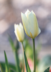 White Tulip flower bud, Tulipa, on a natural green background, colorful field of tulips in the morning light. very beautiful tulips in bloom and smell spring. Colorful tulip garden