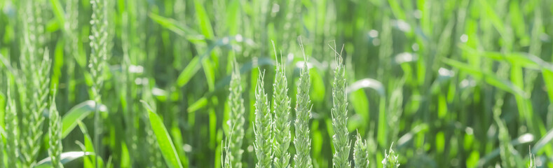 Obraz na płótnie Canvas Green wheat. Oats, rye, barley, harvest summer closeup. Cobs of corn. Spring nature, wheat farming. Selective focus. Background. Banner