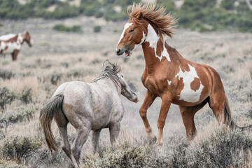 Obraz na płótnie Canvas Sand Wash Basin Wild Mustangs