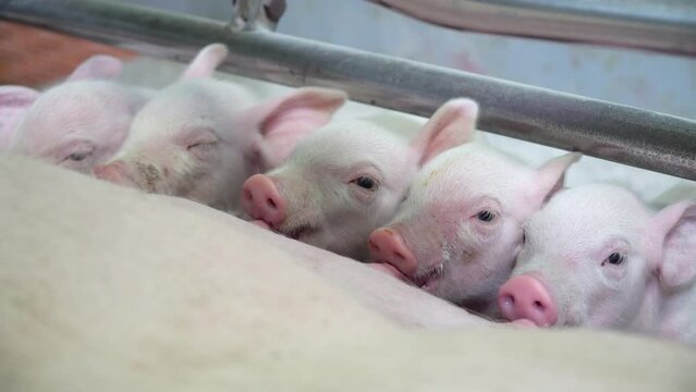 Little piglets suck their mother's breast.