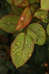 Green leaf with water drops for background