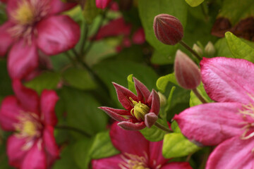 pink clematis bud in green leaves, beautiful big flower close, Clematis 'Ville de Lyon