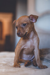 newborn toy terrier of red, beige, brown color