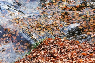 Autumn leaves in the water