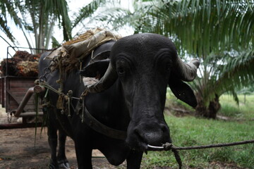 Buffalo between oil palm crops