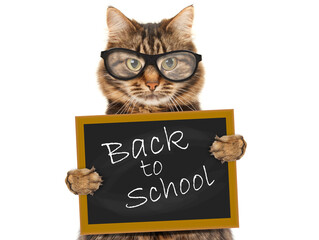 Cat with blackboard .Back to school.