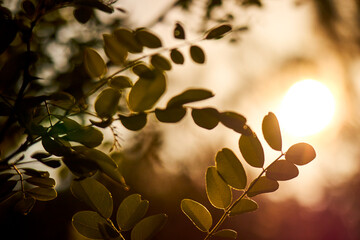 summer plants over sunny lights