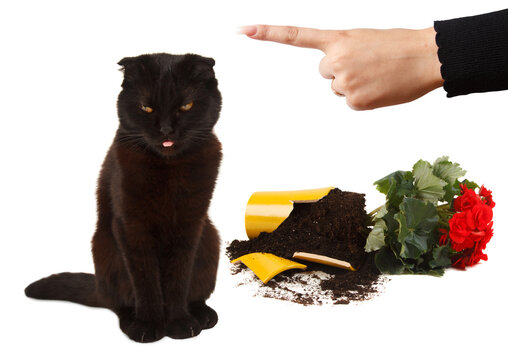 British cat broke a flower pot.  Woman scolding pet.
He is showing a tongue at the moment.