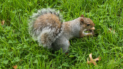 squirrel in the park