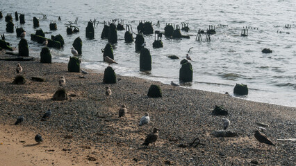 seagulls on the beach