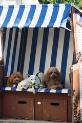 Liegende Hunde im Strandlorb