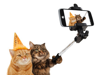 Funny cats are taking a selfie with smartphone camera. Celebrate birthday.