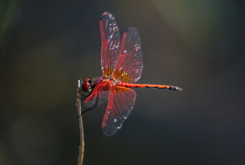 Scarlet Dragonfly, Pilanesberg National Park