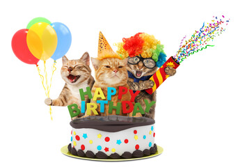 Funny cats with happy birthday cake. They are wearing a party hat, isolated on white background.