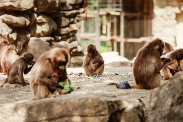group of monkeys sit on a rock and eating vegetables in their natural habitat. Animal wildlife
