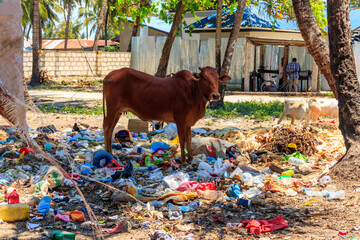 Zebu cattle standing in the garbage pile. Zanzibar, Tanzania