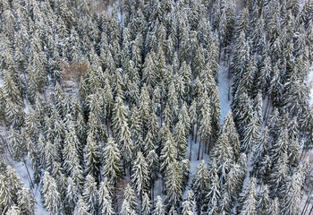 Aerial view of a dense fir forest covered in snow

